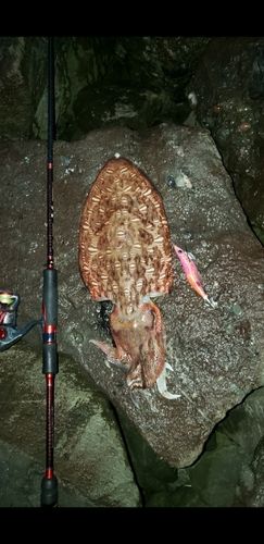 コウイカの釣果