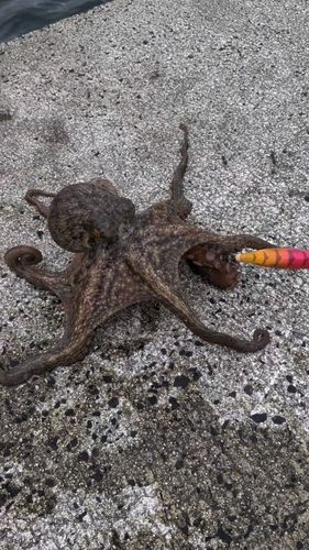 マダコの釣果