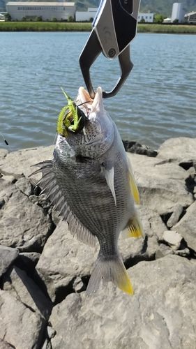 キビレの釣果