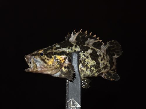 タケノコメバルの釣果