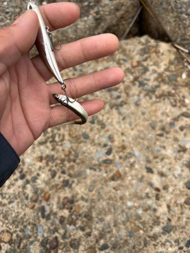 チアユの釣果
