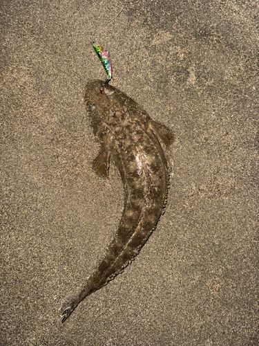 マゴチの釣果