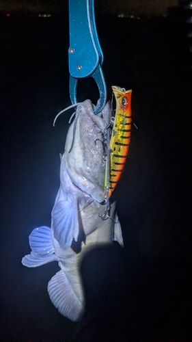 アメリカナマズの釣果
