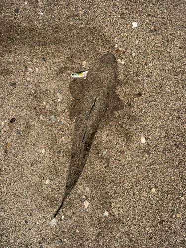 マゴチの釣果