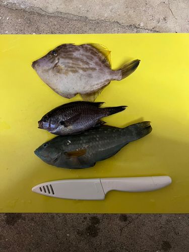 カワハギの釣果