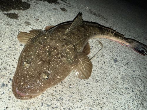 マゴチの釣果