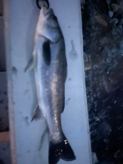 セイゴ（マルスズキ）の釣果