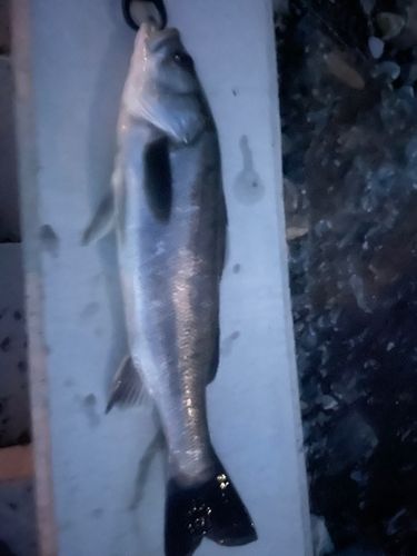 セイゴ（マルスズキ）の釣果