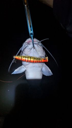アメリカナマズの釣果