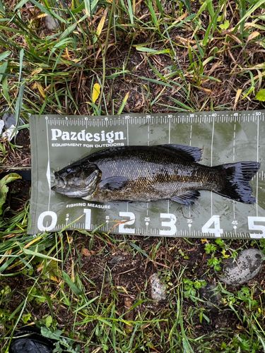 スモールマウスバスの釣果