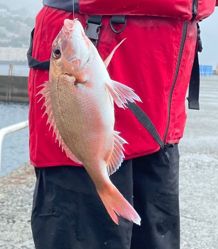 チャリコの釣果