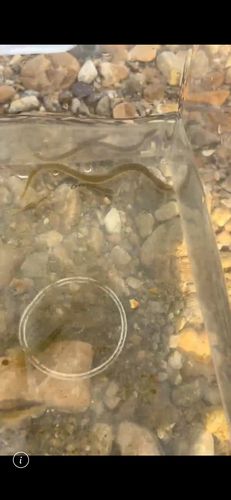 ニホンウナギの釣果