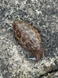 モンゴウイカの釣果