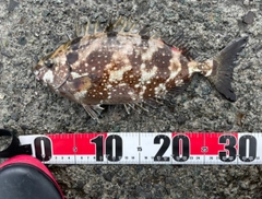 アイゴの釣果