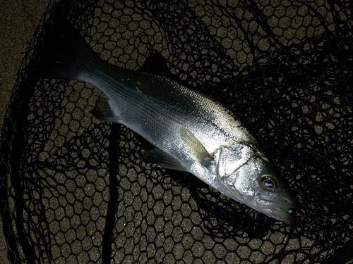 ヒラスズキの釣果