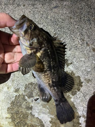 ソイの釣果