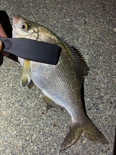 ウミタナゴの釣果