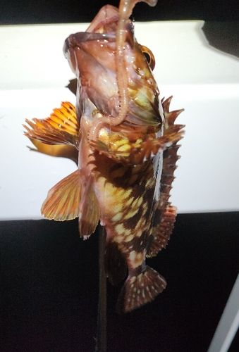 カサゴの釣果