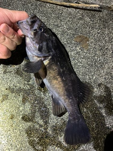 ソイの釣果