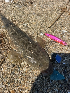 マゴチの釣果