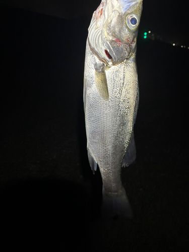 ヒラスズキの釣果