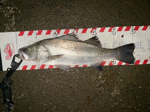 ヒラスズキの釣果