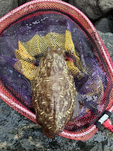コウイカの釣果