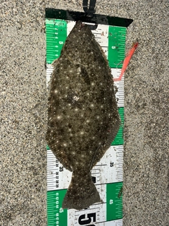ヒラメの釣果