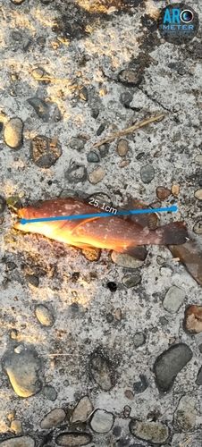 キジハタの釣果