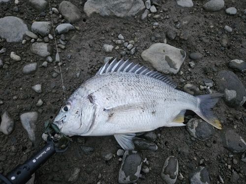 キビレの釣果