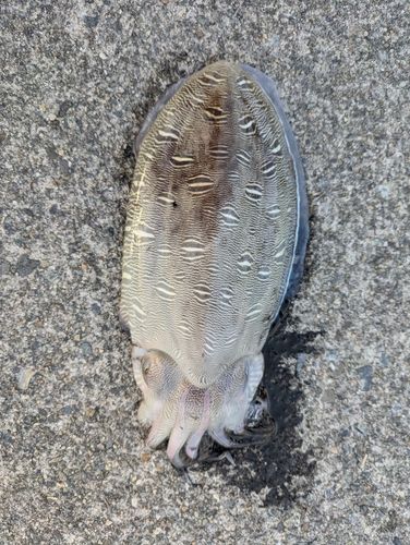 モンゴウイカの釣果
