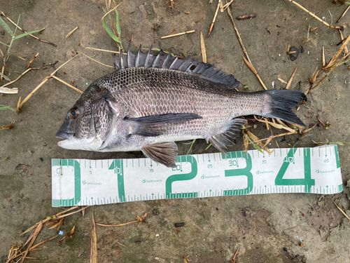 チヌの釣果