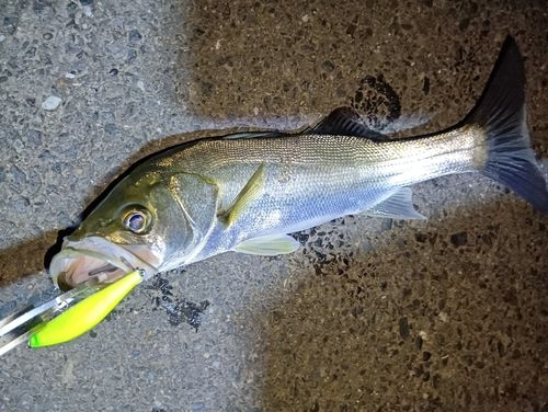 シーバスの釣果