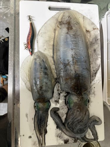 アオリイカの釣果