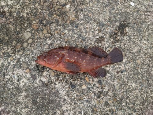 キジハタの釣果