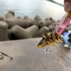 タケノコメバルの釣果
