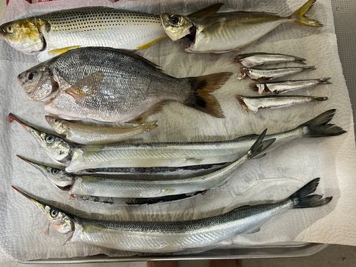 サヨリの釣果
