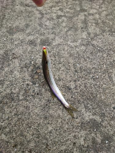 カマスの釣果