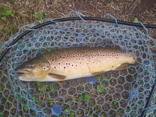 ブラウントラウトの釣果