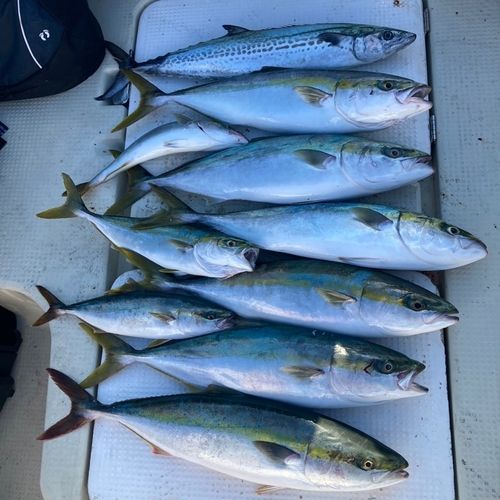 メジロの釣果