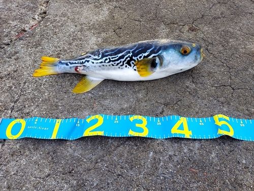 シマフグの釣果