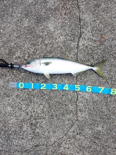 メジロの釣果