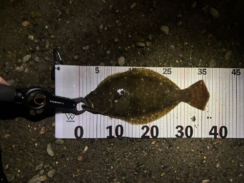 ソゲの釣果