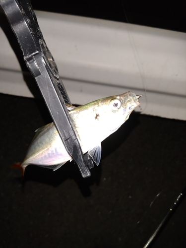 マアジの釣果