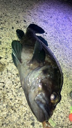 マゾイの釣果
