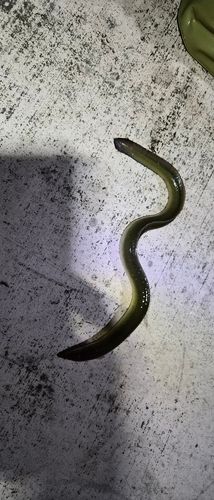 ウナギの釣果