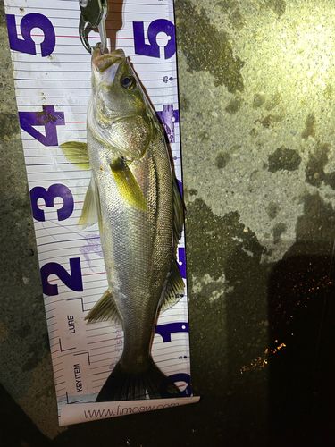 シーバスの釣果