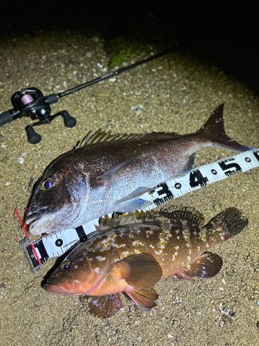 マダイの釣果