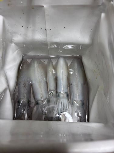 ヒイカの釣果