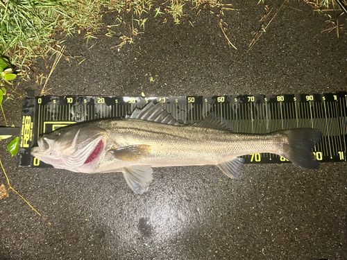 シーバスの釣果